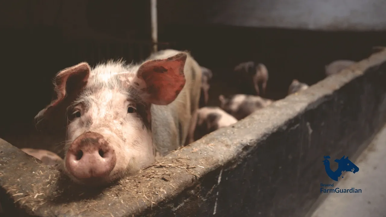 Benefits of Smart Monitoring in Pig Farming Beyond Visual Control