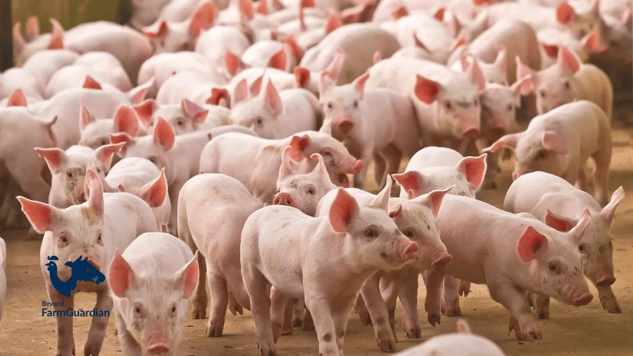 Artificial Intelligence in Pig Farms: Efficiency and Real-Time Operational Control