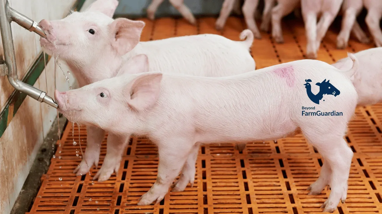 What is smart monitoring in pig farms and how can it benefit your production?